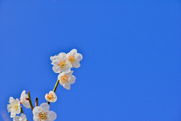 青空と桜