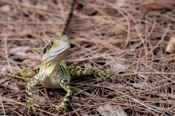 Full frontal close up of inquisitive water dragon