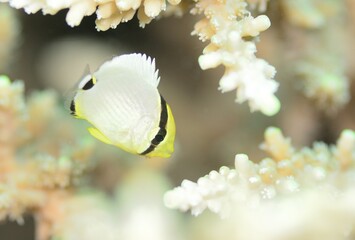 可愛い幼魚　ミスジチョウチョウウオ