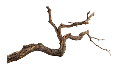A thin, dry branch with a few knots and a few small branches