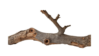 A thin, dry branch with a few knots and a few small branches