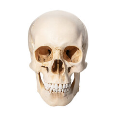 Human skull, , isolated on a transparent background. PNG, cutout, or clipping path	
