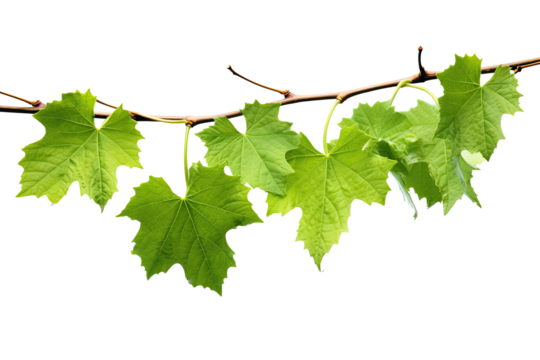 vine green ivy plant, leaves tropic hanging, border decoration plant. Isolated on a transparent background. PNG, cutout, or clipping path.	
