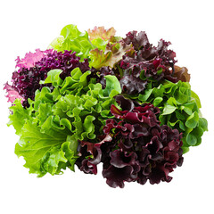 Assorted fresh salad greens and lettuce varieties isolated on transparent background PNG. Healthy eating and vegetarian concept. Design for menu, recipe book, food blog, and gardening