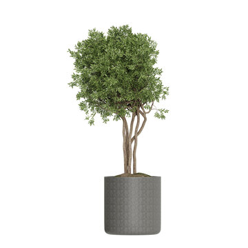 Potted plants isolated on white background