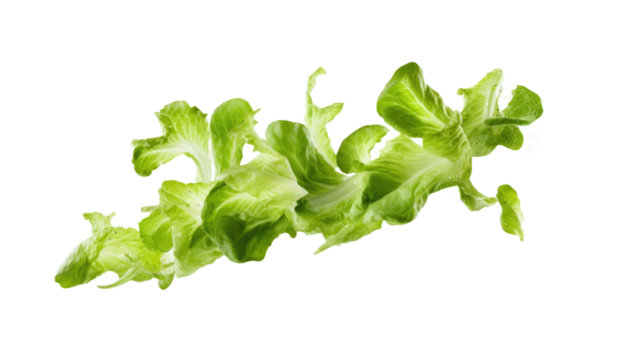 Falling lettuce salad leaves isolated on transparent a white background 