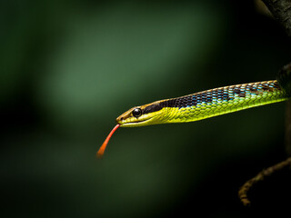 Underwood Bronzeback Snake 