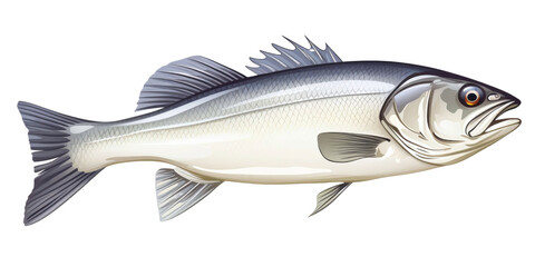 Fresh sea bass fish isolated on transparent a white background