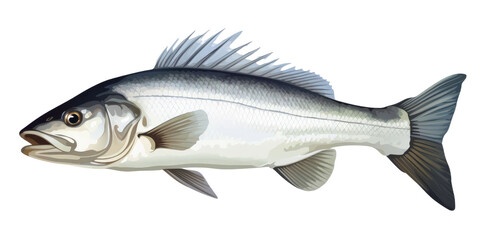 Fototapeta premium Fresh sea bass fish isolated on transparent a white background