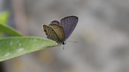 butterfly in the garden