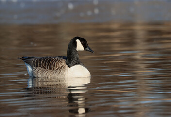 Canada goose © John Sandoy