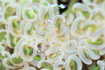 サンゴの中で生きる透明なエビ　ニセアカホシカクレエビ　ナガレハナサンゴ