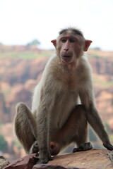 closeup of a monkey sitting in the mountain