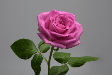 Opened pink rose with drops of dew. Close-up, soft blue-green background