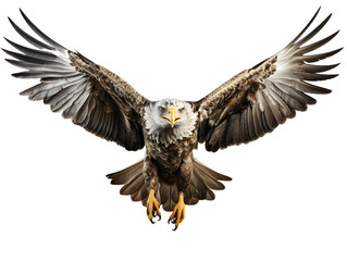 Obraz premium Eagle Flying with Spread Wings Isolated on Transparent Background. Close Up of a Hawk