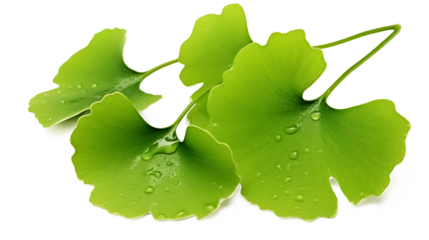 Ginkgo biloba green leaves with water droplets isolated on white,  Transparent PNG