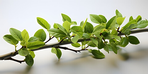Fototapeta na wymiar Fresh Green Leaves and Branch Isolated on White Background