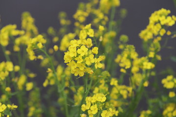 Obraz premium 早春の野原に咲く黄色い菜の花