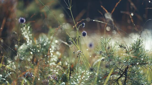 Plants, sprouts and weeds in the lush summer undergrowth are backlit by the low morning sun.