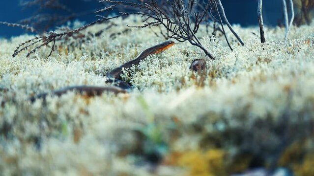 A small black water snake rests on the soft carpet of white fluffy moss, basking in the sun. Parallax video, bokeh background