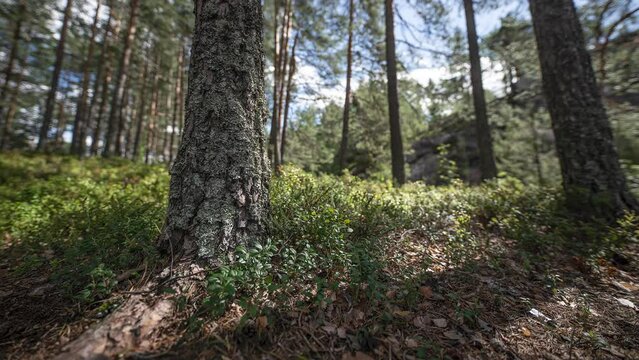 Thick trunks of pine trees in the sunlit summer forest. Timelapse video.