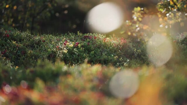 Soft colorful carper of grass, moss, and small shrubs on the ground in the autumn tundra.