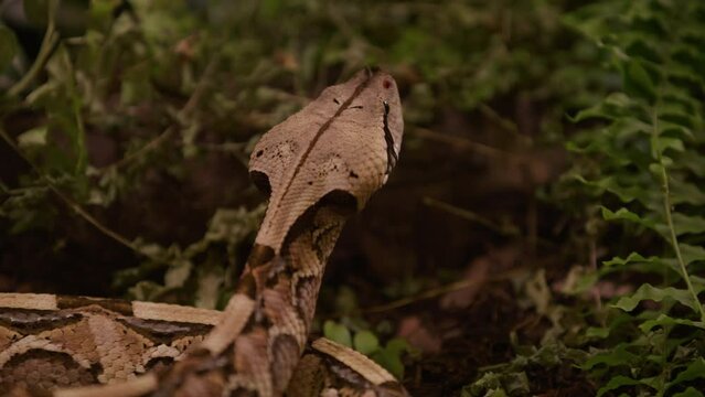 Gaboon viper snake puts head up looking around in bush - from behind profile