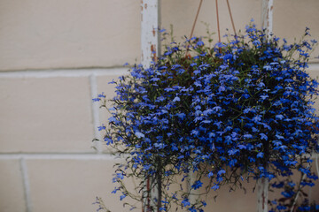 A beautiful blue labelia flower in a flowerpot decorates a building, Provence, landscape design. voluminous lush herbaceous plant with small flowers, flower bed, cultivation.