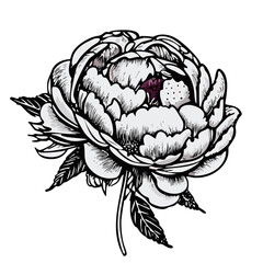 Flower and leaves rose ink sketch