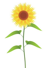 ひまわり　花　夏　植物　アイコン