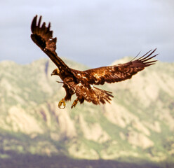 The Golden Eagle is one of the largest, fastest and nimblest raptors in North America. Gold feathers gleam on the back of its head and neck; a powerful beak and talons advertise its hunting prowess.