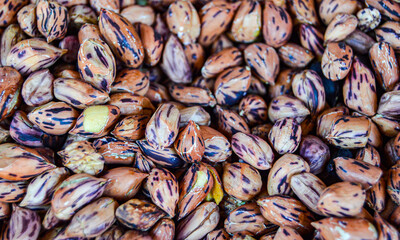 close up of peanuts 
