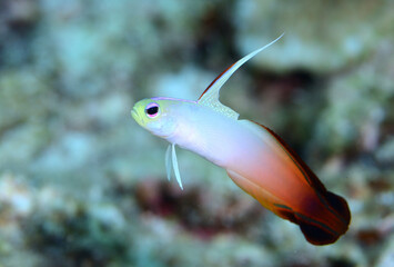 ハタタテハゼ　久米島