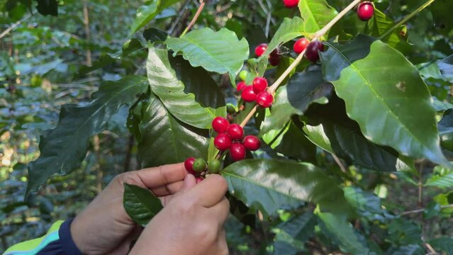 Hands of farmer worker picking red coffee ripe on coffee tree. 4k video