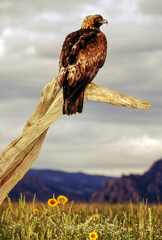 The Golden Eagle is one of the largest, fastest and nimblest raptors in North America. Gold feathers gleam on the back of its head and neck; a powerful beak and talons advertise its hunting prowess.