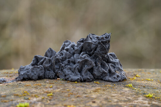 Exidia nigricans mushroom on the wood. Known as Warlock's Butter. Black wild mushroom in floodplain forest.