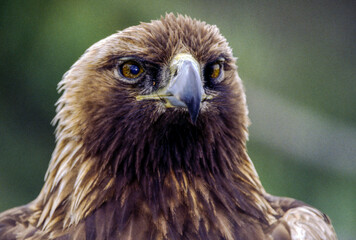 The Golden Eagle is one of the largest, fastest and nimblest raptors in North America. Gold feathers gleam on the back of its head and neck; a powerful beak and talons advertise its hunting prowess.