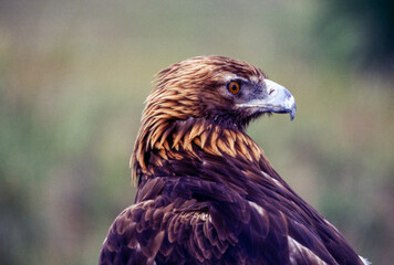 The Golden Eagle is one of the largest, fastest and nimblest raptors in North America. Gold feathers gleam on the back of its head and neck; a powerful beak and talons advertise its hunting prowess.