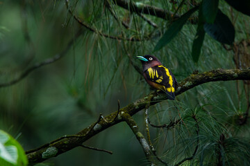 Javan banded broadbill Eurylaimus javanicus perching on pine tree branch, natural bokeh background
