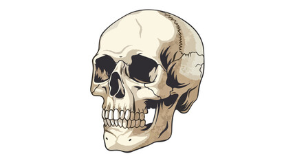 skeleton skull flat vector isolated on white background