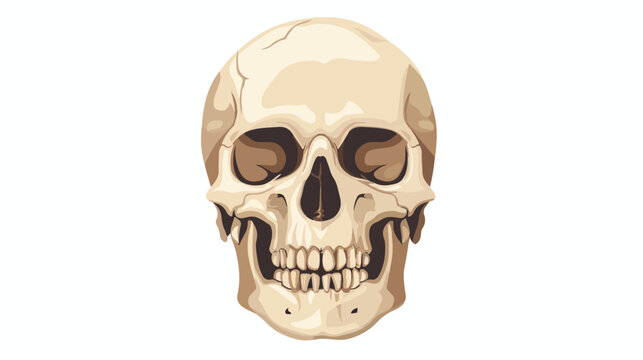 skeleton skull flat vector isolated on white background