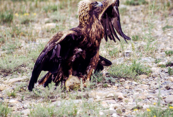 The Golden Eagle is one of the largest, fastest and nimblest raptors in North America. Gold feathers gleam on the back of its head and neck; a powerful beak and talons advertise its hunting prowess.