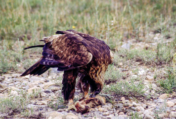 The Golden Eagle is one of the largest, fastest and nimblest raptors in North America. Gold feathers gleam on the back of its head and neck; a powerful beak and talons advertise its hunting prowess.