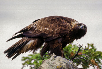 The Golden Eagle is one of the largest, fastest and nimblest raptors in North America. Gold feathers gleam on the back of its head and neck; a powerful beak and talons advertise its hunting prowess.