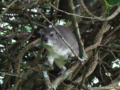 rock hyrax in a tree