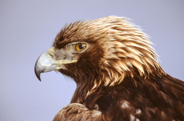 The Golden Eagle is one of the largest, fastest and nimblest raptors in North America. Gold feathers gleam on the back of its head and neck; a powerful beak and talons advertise its hunting prowess.