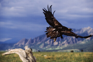 The Golden Eagle is one of the largest, fastest and nimblest raptors in North America. Gold feathers gleam on the back of its head and neck; a powerful beak and talons advertise its hunting prowess.