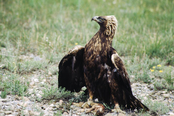The Golden Eagle is one of the largest, fastest and nimblest raptors in North America. Gold feathers gleam on the back of its head and neck; a powerful beak and talons advertise its hunting prowess.