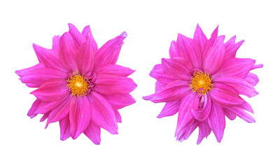Pink dahlia flowers isolated on transparent background