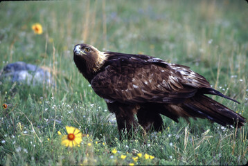 The Golden Eagle is one of the largest, fastest and nimblest raptors in North America. Gold feathers gleam on the back of its head and neck; a powerful beak and talons advertise its hunting prowess.
